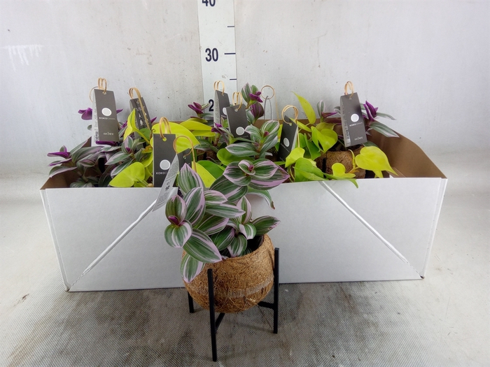 <h4>Planten Groen   ...mix  3</h4>