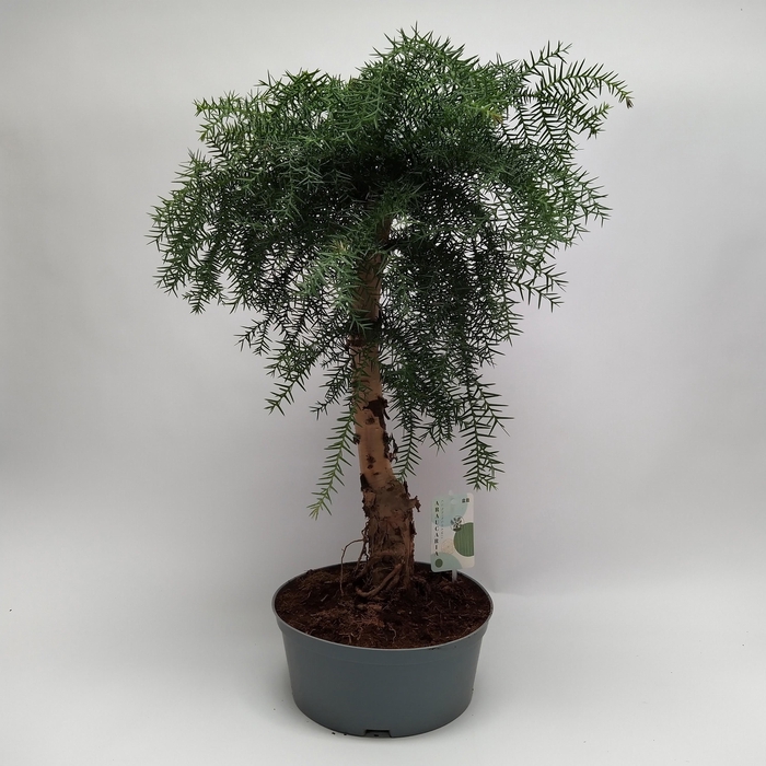 <h4>Araucaria Cunninghamii Bonsai teeltpot 23 cm - Ball Shape</h4>