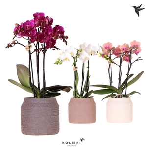 Kolibri Orchids Phalaenopsis mix 3 spike in Hieroglyph pot mix