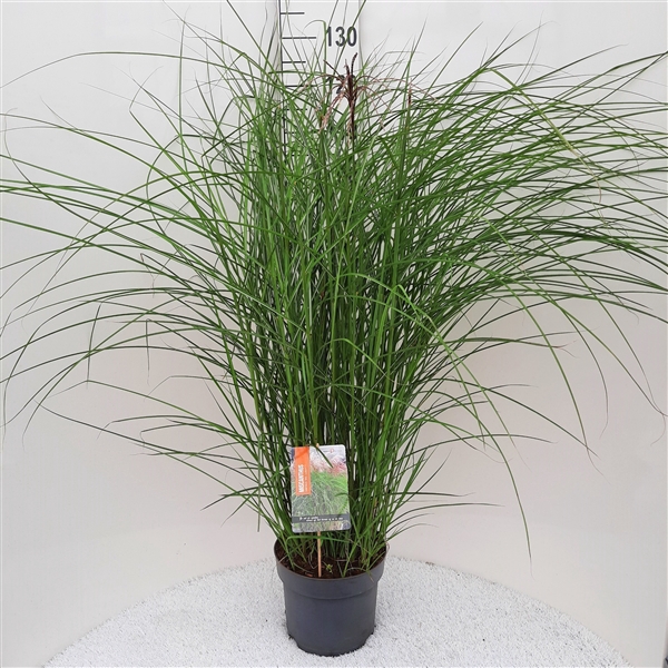 <h4>Miscanthus Sin. Red Cloud P26</h4>