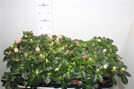 <h4>Rhodo Si Vogel Gem</h4>