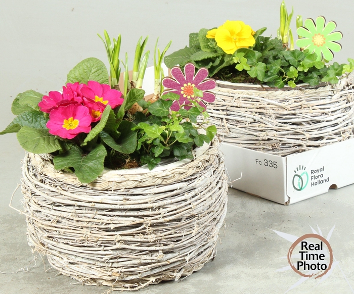 <h4>ARR TUINPLANTEN</h4>