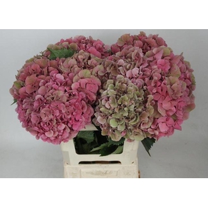 Hydrangea sibilla classic
