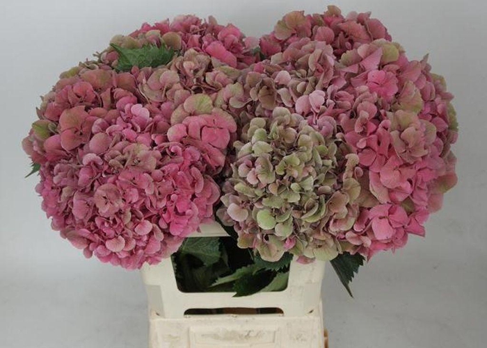 <h4>Hydrangea sibilla classic</h4>