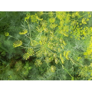 ANETHUM GRAVEOLENS