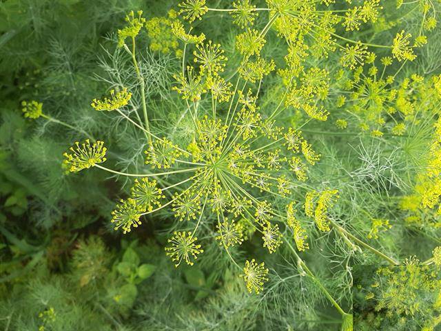 <h4>ANETHUM GRAVEOLENS</h4>