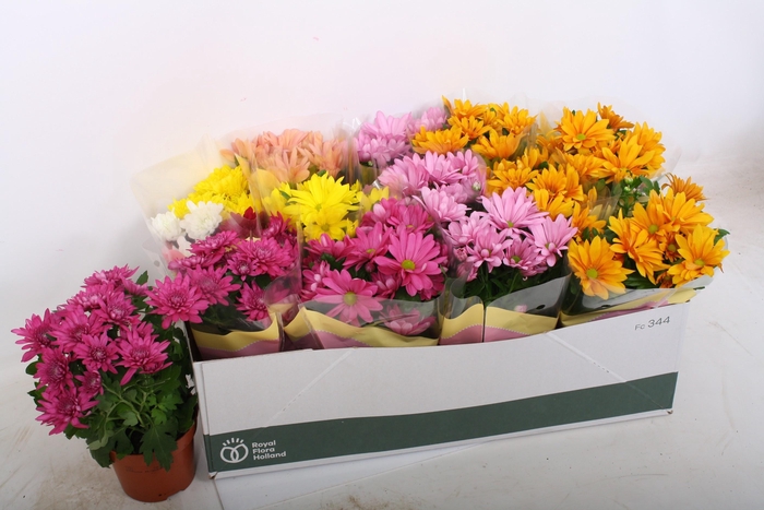 <h4>CHRYS GEM 7 KL</h4>