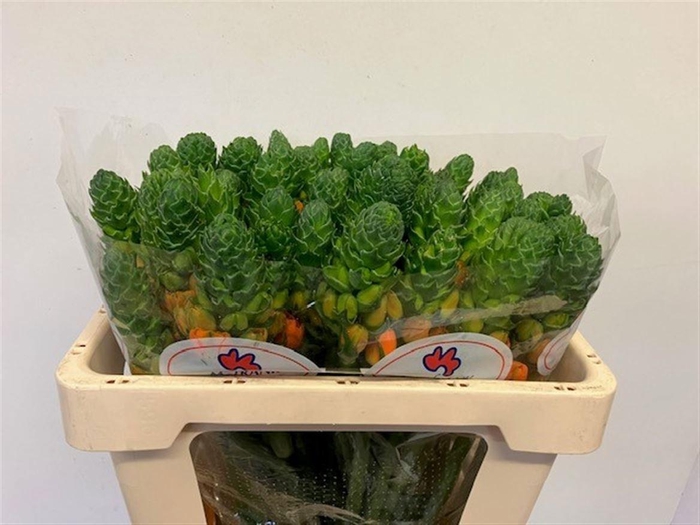 <h4>ORNIT DB SUPER STAR</h4>