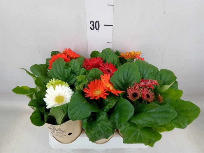 <h4>Gerbera  'Colourgame'   ...mix</h4>