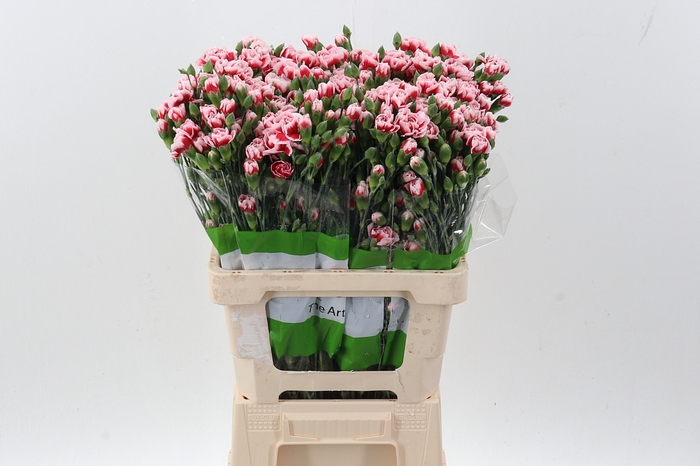 <h4>Di Tr Phantom x20</h4>