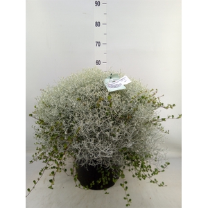 Leucophyta brownii 'Silvercalos'