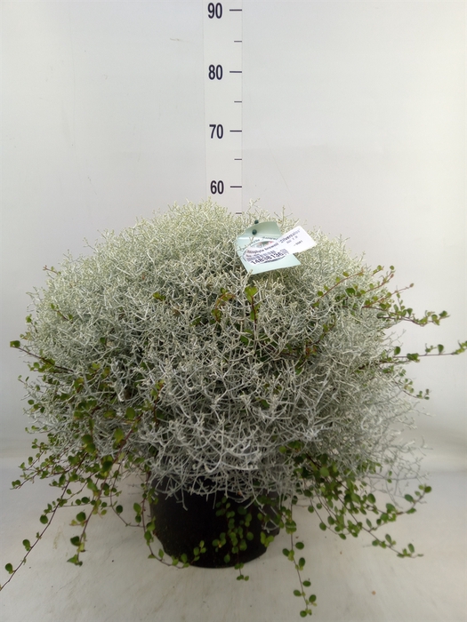<h4>Leucophyta brownii 'Silvercalos'</h4>