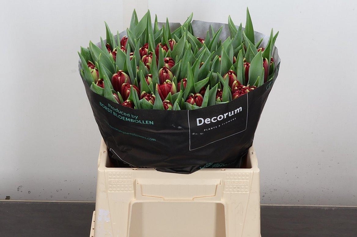 <h4>Tu Du Red Eye</h4>