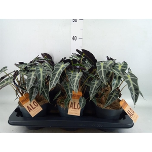 Alocasia  'Bambino Arrow'