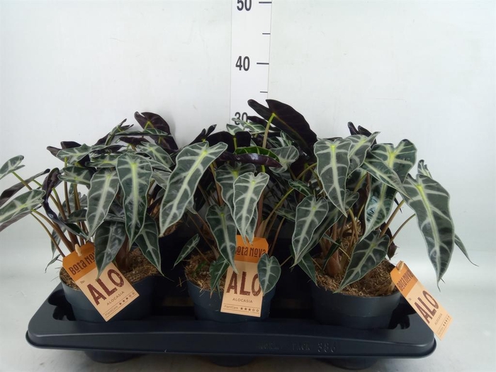 <h4>Alocasia 'Bambino Arrow'</h4>