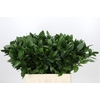 Ruscus aculeatus   ...groot blad