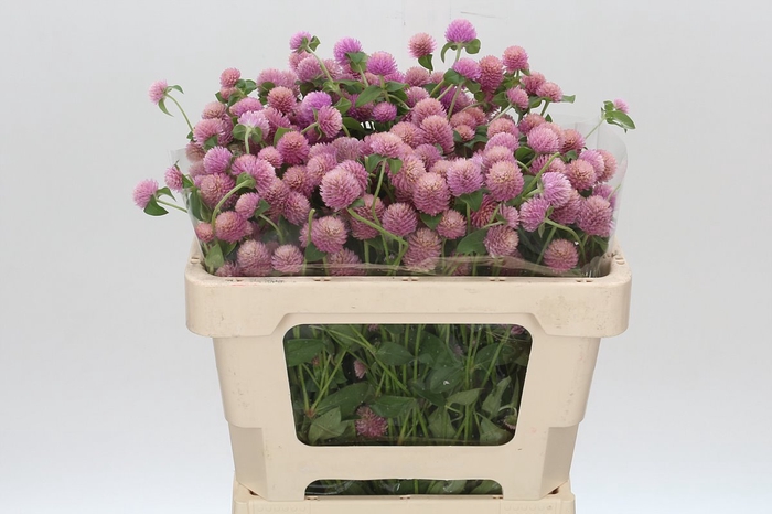 Gomphrena Globosa Pink