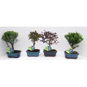 Bonsai mix outdoor, 15 cm., broom, without drip tray - Partly without leaves during winter