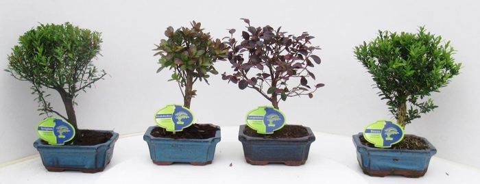 <h4>Bonsai mix outdoor, 15 cm., broom, without drip tray - Partly without leaves during winter</h4>