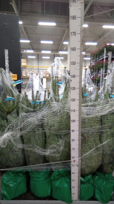 <h4>Abies nordman.</h4>