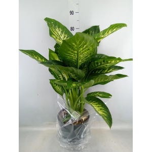 Dieffenbachia seg. 'Reeva'