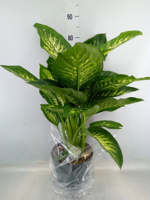 <h4>Dieffenbachia seg. 'Reeva'</h4>