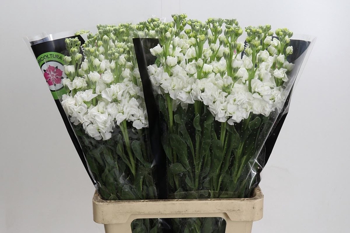 <h4>MATTH IRON WHITE</h4>