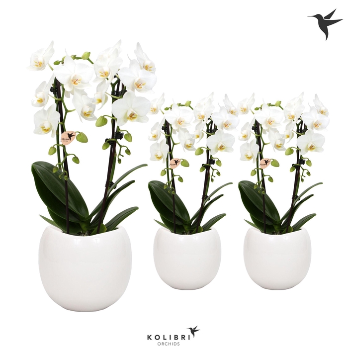 <h4>Kolibri Orchids Niagara fall white 2 spike in Bowl pot</h4>