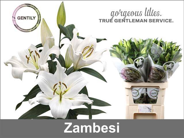 Li Ot Zambesi
