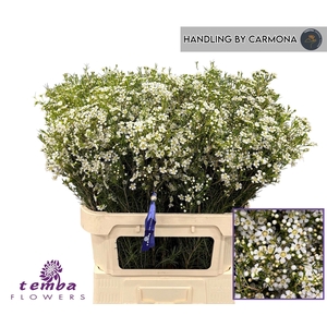Chamelaucium Ofir White Extra 80cm