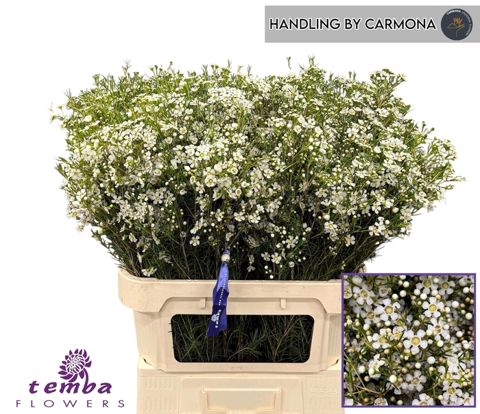 Chamelaucium Ofir White Extra 80cm