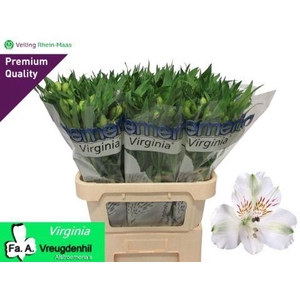 ALSTR VIRGINIA ANGEBOT