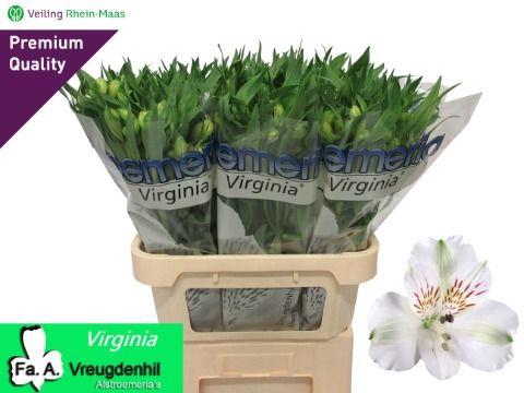 <h4>ALSTR VIRGINIA ANGEBOT</h4>