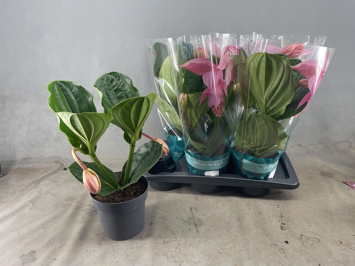 <h4>MEDIN MAG FLAMENCO</h4>