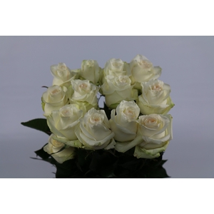 Rosa ec candlelight