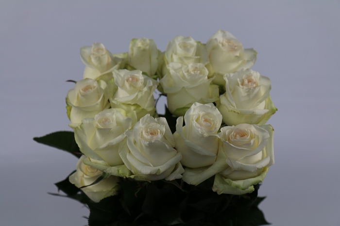 Rosa ec candlelight