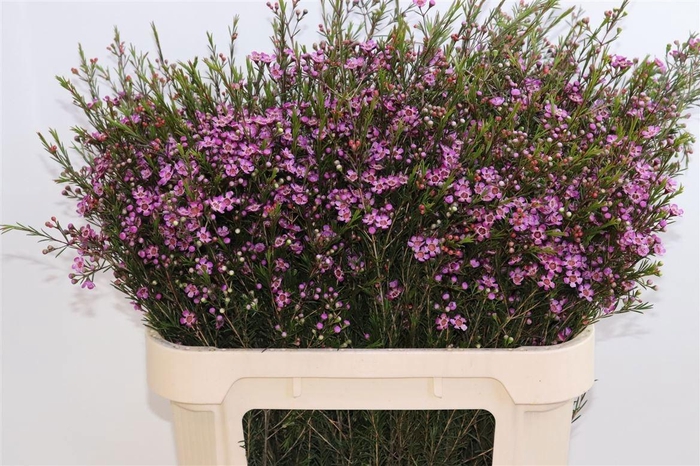 <h4>CHAME UN PURPLE PRID</h4>