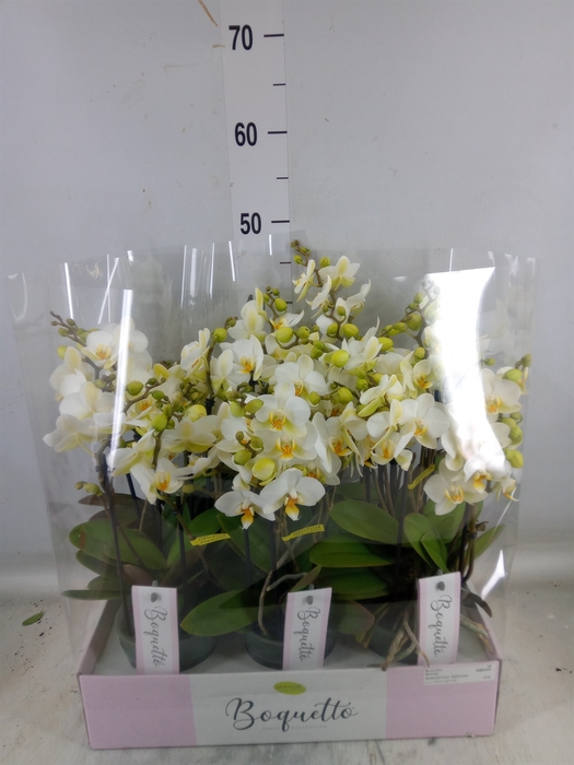 <h4>Phalaenopsis multi.   ...white</h4>