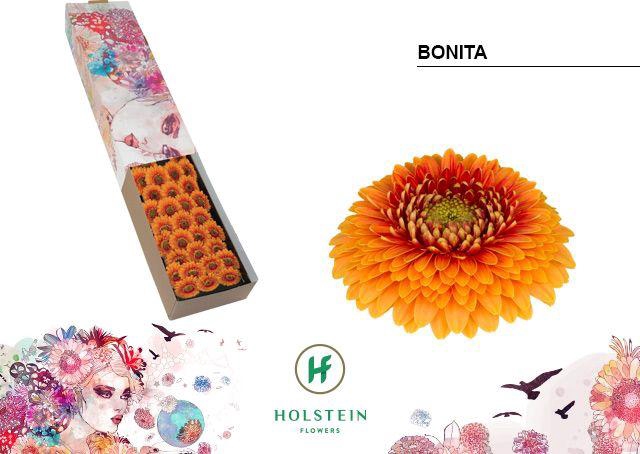 <h4>Germini Pomponi Bonita Doos</h4>