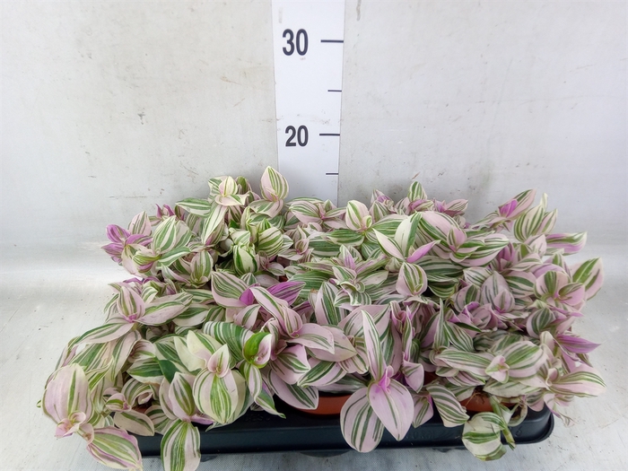 <h4>Tradescantia   ...</h4>