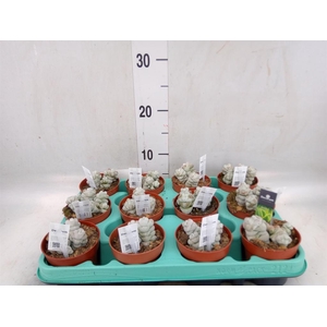 Crassula   ...