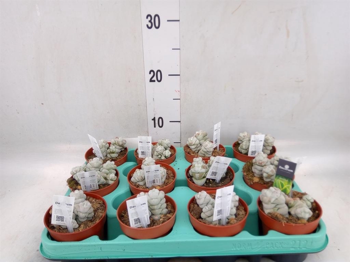 <h4>Crassula   ...</h4>