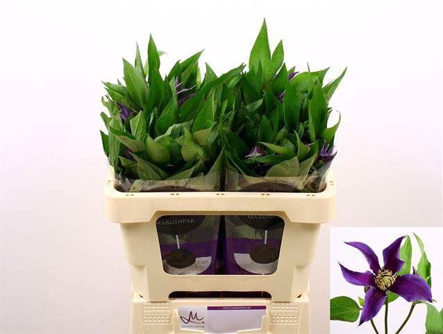 <h4>CLEMATIS AMAZING OSLO</h4>