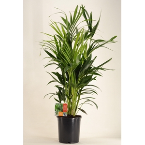 KENTIA - P24 H120 - 8PP (Howea forsteriana)