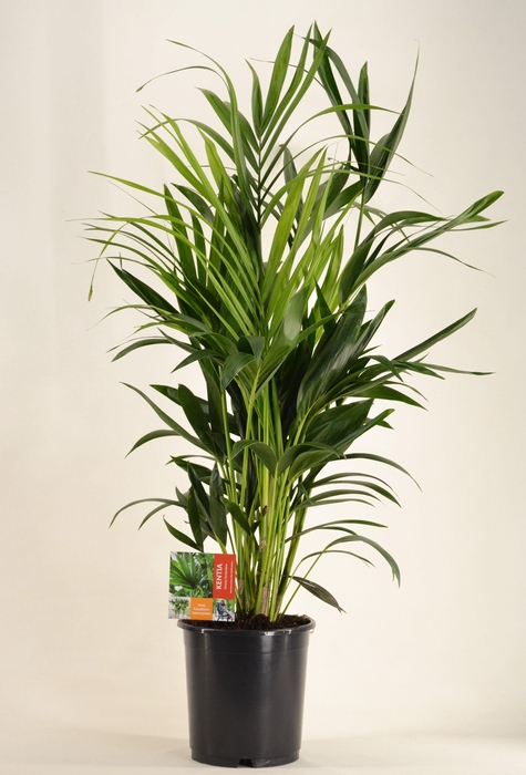 <h4>KENTIA - P24 H120 - 8PP (Howea forsteriana)</h4>