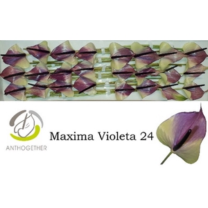 Anth A Max Violeta 11 cm X24 Oosterzon