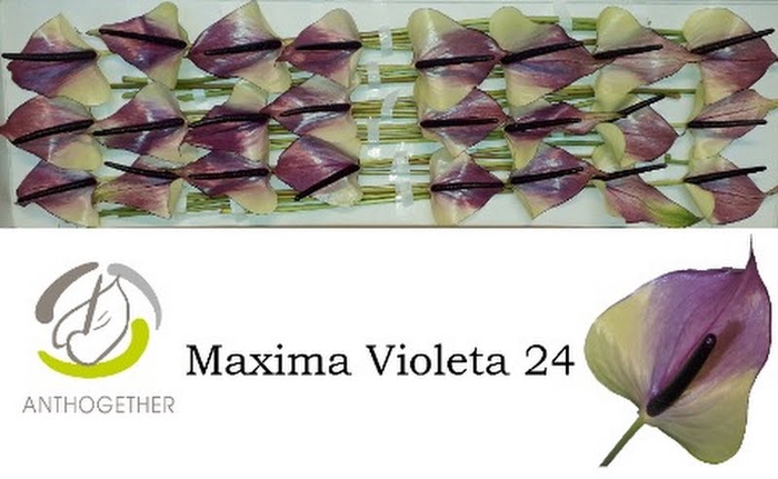 <h4>Anth A Max Violeta 11 cm X24 Oosterzon</h4>