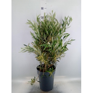 Olea europaea