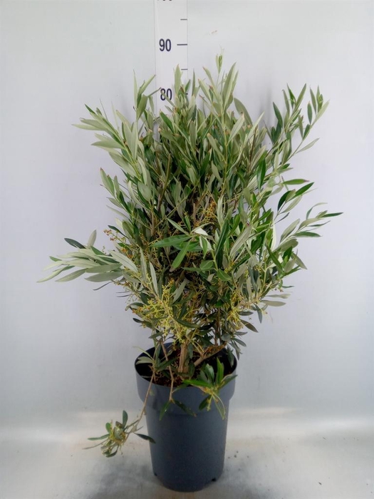 <h4>Olea europaea</h4>