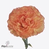 Dianthus st boiro